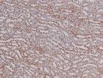 Phospho-p27 Kip1 (Thr157) Antibody in Immunohistochemistry (Paraffin) (IHC (P))