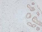 Phospho-p27 Kip1 (Ser178) Antibody in Immunohistochemistry (Paraffin) (IHC (P))