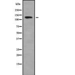 ADCY1 Polyclonal Antibody