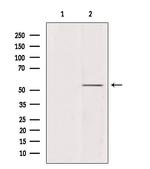 Ubiquilin 4 Antibody in Western Blot (WB)