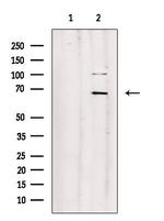 AIFM3 Polyclonal Antibody