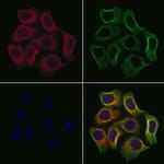 APOOL Polyclonal Antibody