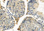 APOOL Antibody in Immunohistochemistry (Paraffin) (IHC (P))