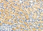 APOOL Antibody in Immunohistochemistry (Paraffin) (IHC (P))