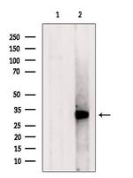 APOOL Antibody in Western Blot (WB)