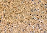 ARMX1 Antibody in Immunohistochemistry (Paraffin) (IHC (P))
