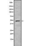 ARMX1 Antibody in Western Blot (WB)