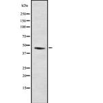 NR2F2 Antibody in Western Blot (WB)