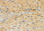 Arrdc4 Polyclonal Antibody