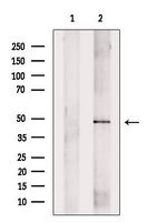 Arrdc4 Antibody in Western Blot (WB)