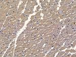 BEGAIN Polyclonal Antibody