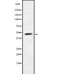 BTBD6 Polyclonal Antibody