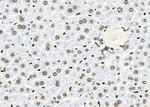 C/EBP delta/epsilon Antibody in Immunohistochemistry (Paraffin) (IHC (P))