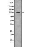 alpha E-Catenin/alpha N-Catenin Polyclonal Antibody