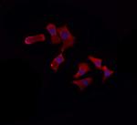 APC6 Polyclonal Antibody