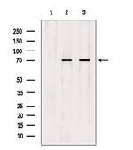 APC6 Antibody in Western Blot (WB)