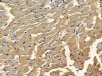 CEP152 Antibody in Immunohistochemistry (Paraffin) (IHC (P))