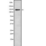 CEP152 Antibody in Western Blot (WB)