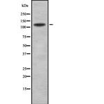 COL19A1 Antibody in Western Blot (WB)
