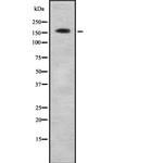 COL4A6 Polyclonal Antibody