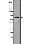 CPNE8 Polyclonal Antibody