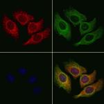 COX7A2/COX7A3 Antibody in Immunocytochemistry (ICC/IF)