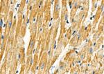 COX7A2/COX7A3 Antibody in Immunohistochemistry (Paraffin) (IHC (P))