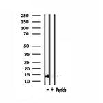 COX7A2/COX7A3 Antibody in Western Blot (WB)
