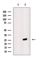 DCL-1 Polyclonal Antibody