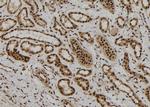 FOXR1 Antibody in Immunohistochemistry (Paraffin) (IHC (P))