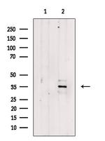 FOXR1 Antibody in Western Blot (WB)