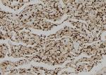 Granzyme H Polyclonal Antibody