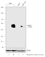 IFNGR1 Polyclonal Antibody