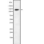 INTS2 Polyclonal Antibody
