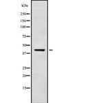 Kir3.1 (KCNJ3) Polyclonal Antibody