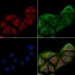 Mob3C Polyclonal Antibody