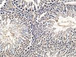 Mob3C Antibody in Immunohistochemistry (Paraffin) (IHC (P))