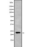Mob3C Antibody in Western Blot (WB)