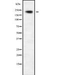 MPHOSPH1 Antibody in Western Blot (WB)