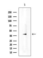 MRGPRF Antibody in Western Blot (WB)