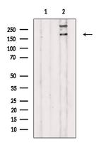 SCN7A Polyclonal Antibody