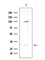 NANOGP8 Polyclonal Antibody