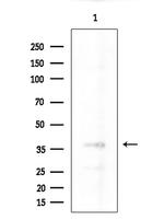 NANOGP8 Antibody in Western Blot (WB)