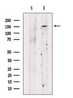 NRXN1 Polyclonal Antibody