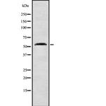 NIPA Antibody in Western Blot (WB)