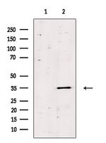 OR13C8 Polyclonal Antibody