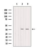 OR4N4 Polyclonal Antibody
