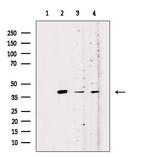OR52K1 Polyclonal Antibody