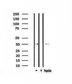 OR5AP2 Antibody in Western Blot (WB)