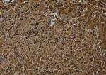 OTUB2 Antibody in Immunohistochemistry (Paraffin) (IHC (P))